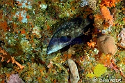 Epinephelus caeruleopunctatus-Wakatobi Sawa Cornucopia-25m-20180528-Denis-ADER-DSC_1459_tn